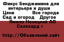 Фикус Бенджамина для интерьера и души › Цена ­ 2 900 - Все города Сад и огород » Другое   . Ямало-Ненецкий АО,Салехард г.